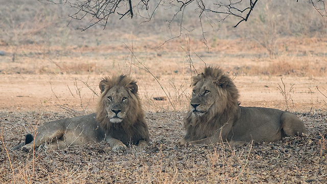 "לא השאירו מהם יותר מדי". אריות באפריקה (צילום: shutterstock) (צילום: shutterstock)
