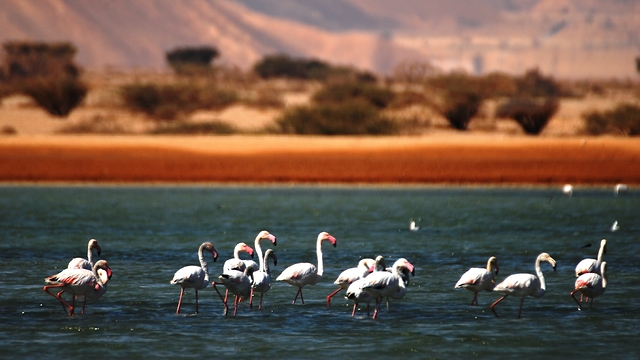 Розовые фламинго в Араве. Фото: Юваль Рамос