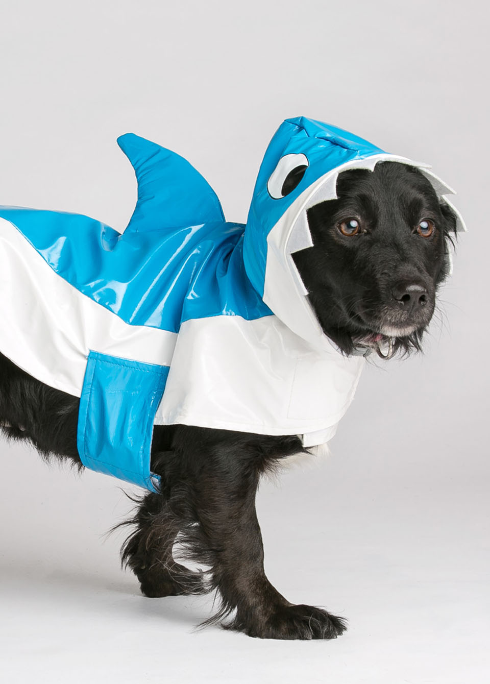 Собака-акула. Фото: Адика