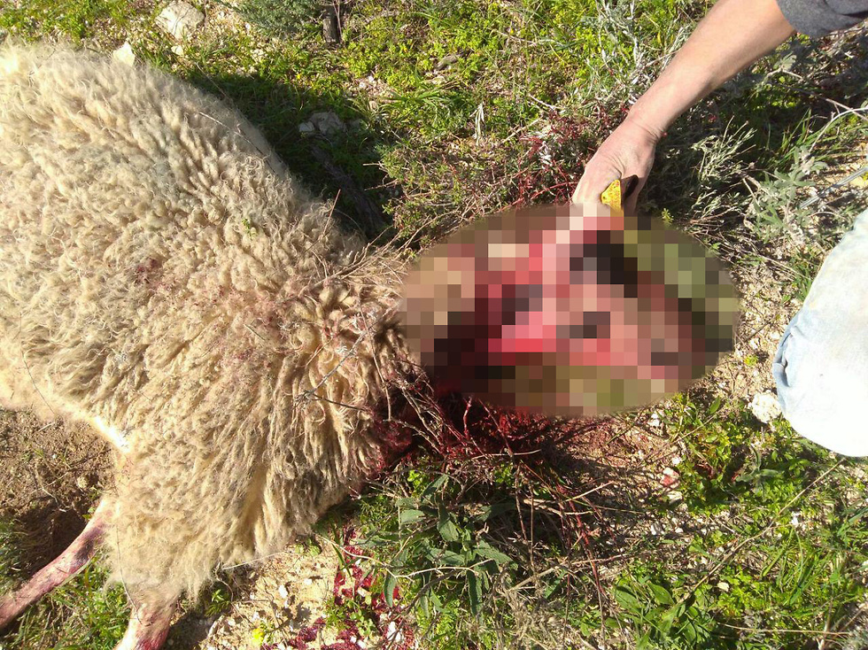 One of the slaughtered sheep