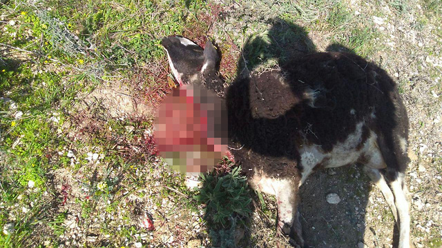 Settlers allegedly hit a shepherd and harmed a number of sheep