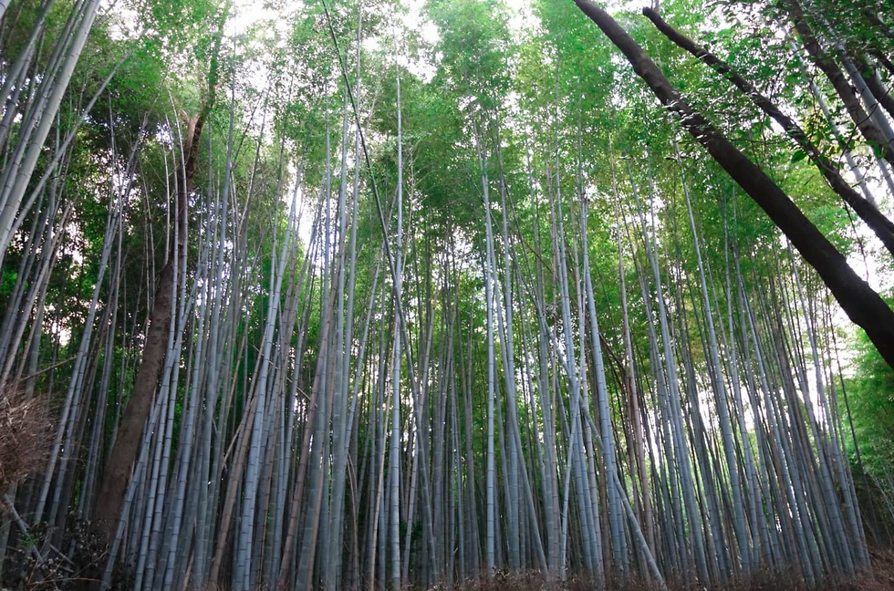 יער במבוק בקיוטו, יפן (צילום: שי בחאש) (צילום: שי בחאש)