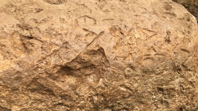 כתובת בלטינית על האבן (צילום: גלעד כרמלי) (צילום: גלעד כרמלי)