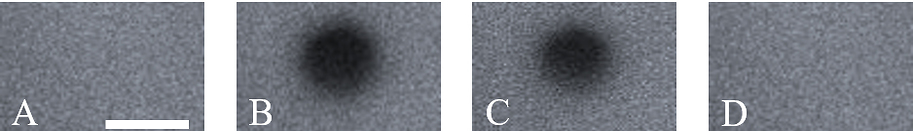 1.	גביש של פרובסקיט האלידי תחת מיקרוסקופ לפני יצירת הפגם ולאחריה: A – מצב תקין, B – מצב פגום, C – הריפוי, D – לאחר ריפוי עצמי. פס המדידה: 10 מיקרונים (צילום: מסע הקדם המדעי, מכון ויצמן למדע)