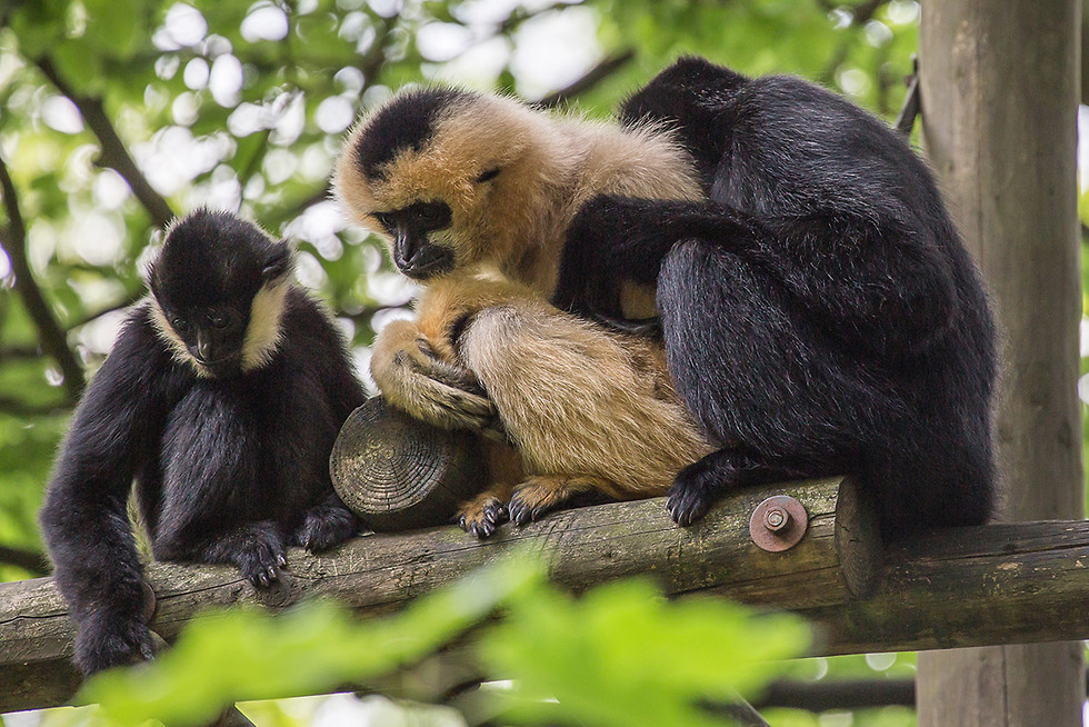 מביטים לקופים בעיניים, פארק הקופים (צילום: depositphotos) (צילום: depositphotos)