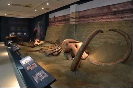 שרידי הממותה בבאר-שבע (צילום: פארק קרסו למדע)