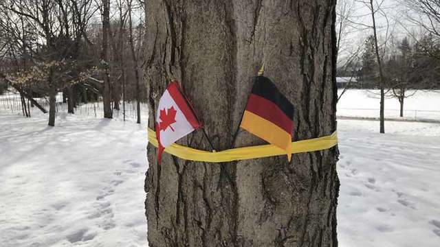 דגלי גרמניה וקנדה על עץ ששתלה מלכת בלגיה פביולה באוטווה ב-1977 ()