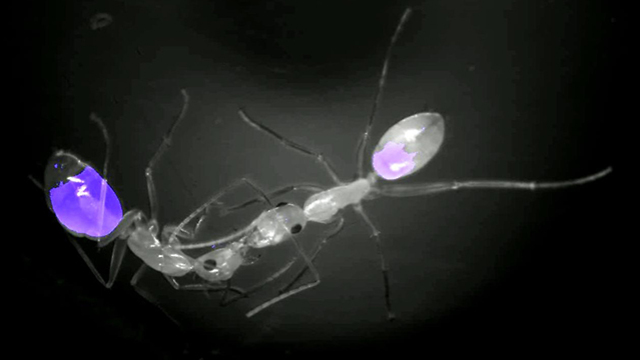 האכלה מפה לפה: הדמיה פלואורסצנטית של מעבר מזון מנמלה מלקטת לחברתהּ לקן  (צילום: עופר פיינרמן, מכון ויצמן למדע) (צילום: עופר פיינרמן, מכון ויצמן למדע)