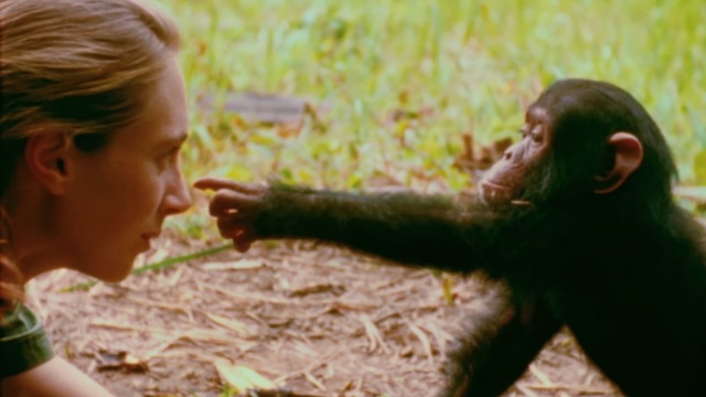 ג'יין גודאל ושימפנזה (צילום מסך)