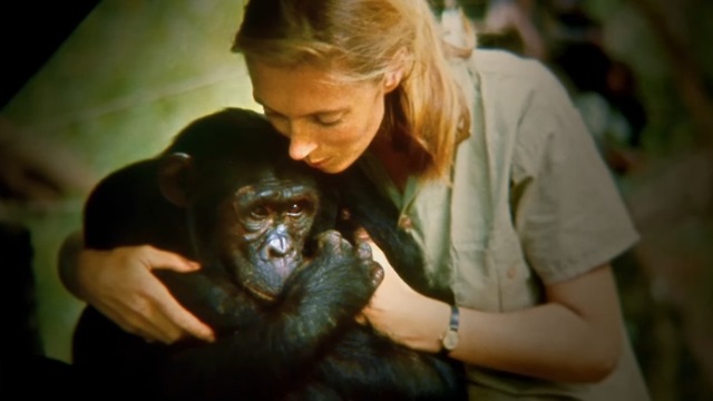 ג'יין גודאל ושימפנזה (צילום מסך)