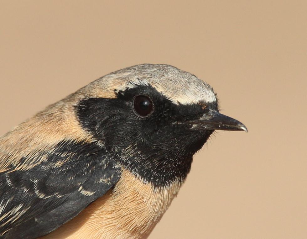 ציפור ממין סלעית קיץ (צילום: נועם וייס, החברה להגנת הטבע)