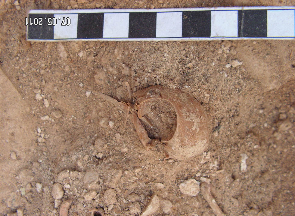 שרידים של יונים שחיו בנגב לפני 1,500 שנה (צילום: ד