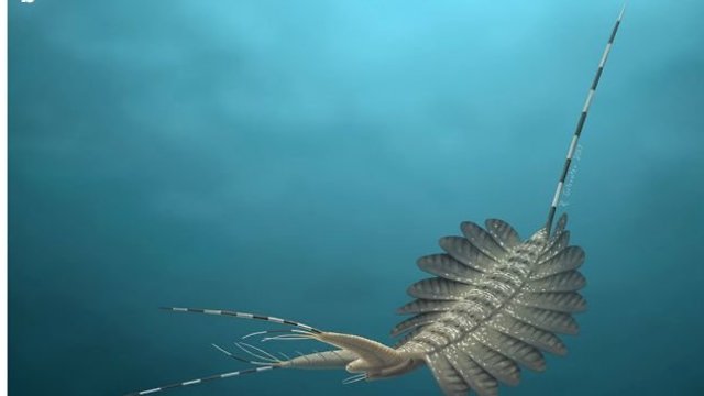 מפלצת ימית שחיה לפני 500 מיליון שנה (איור: Rebecca Gelernter, מתוך המחקר)