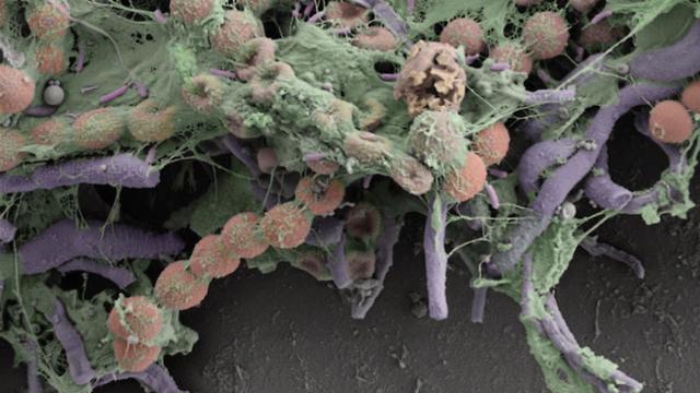 צעצועים בחיידקים (צילום: אוניברסיטת ציריך)
