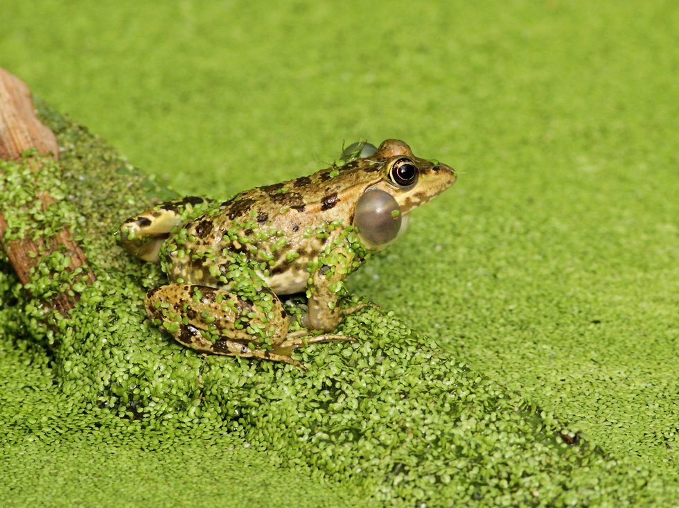 צפרדע הנחלים (צילום: עירית דרוב)