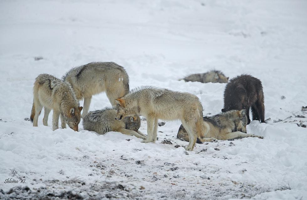 זאבים ביילוסטון (צילום: שלמה ולדמן)
