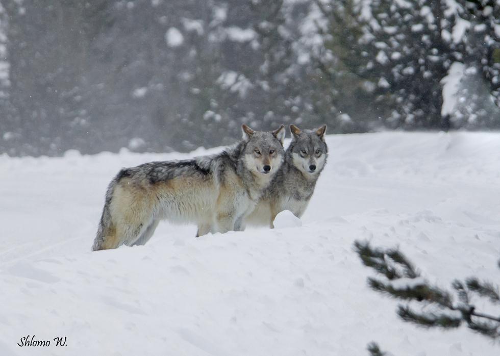 זאבים ביילוסטון (צילום: שלמה ולדמן)