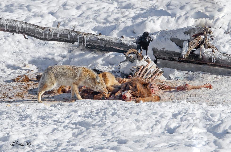 זאב ערבות אוכל מפגר של ביזון ביילוסטון (צילום: שלמה ולדמן)