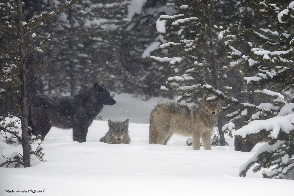 זאבים ביילוסטון (צילום: מיכה אורבך)