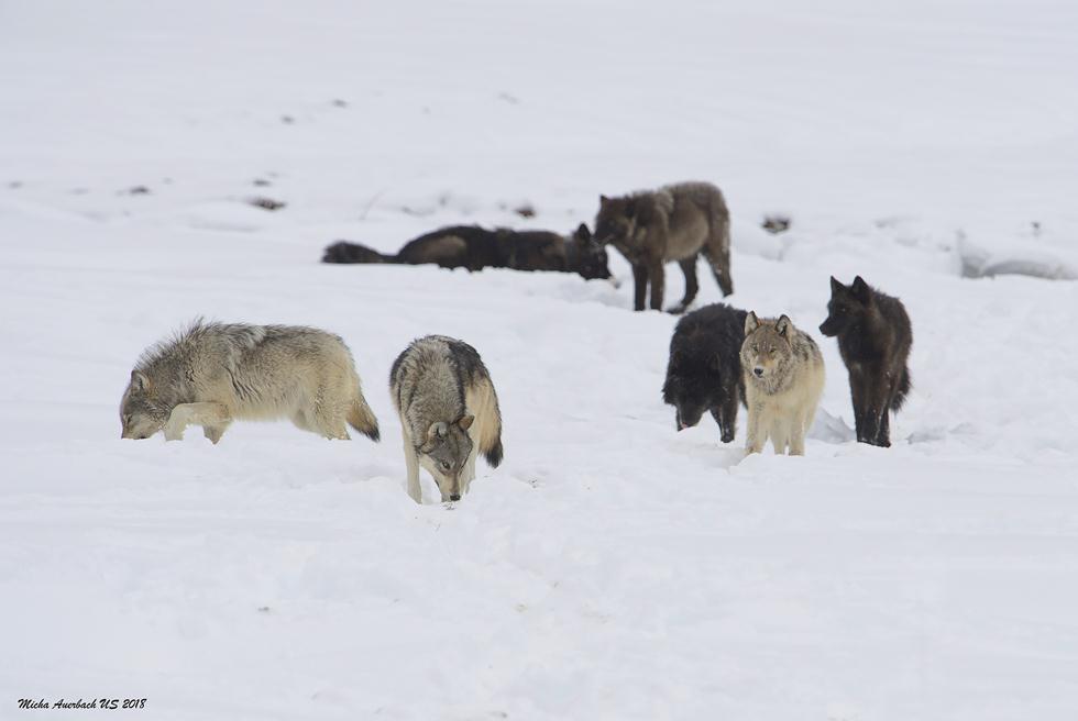 זאבים ביילוסטון (צילום: מיכה אורבך)