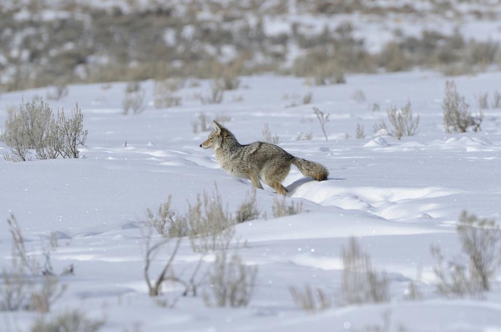 זאב ערבות קופץ ביילוסטון (צילום: מיכה אורבך)