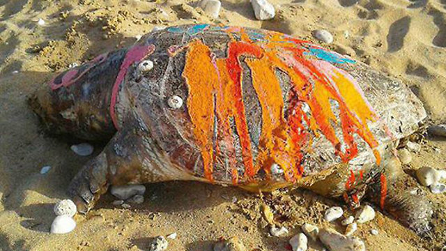 Paint poured on sea turtles on Betzet beach
