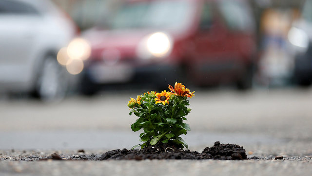 פרחים בבורות בכבישים (צילום: רויטרס)