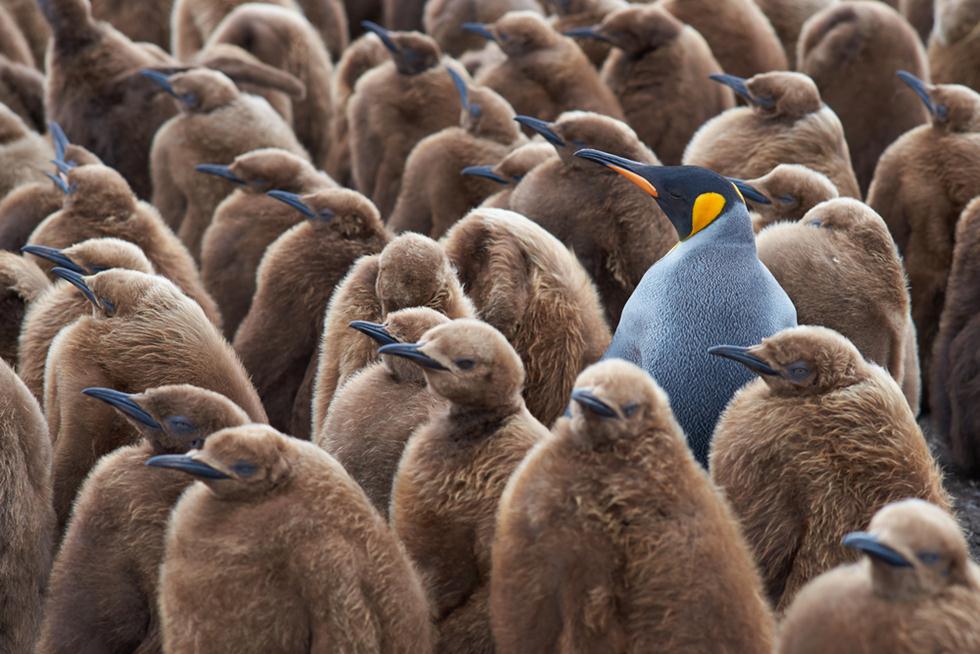 פינגווין מלכותי (צילום: shutterstock)
