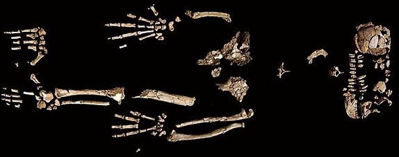 גם הלך, גם טיפס. שרידי השלד של Ardipithecus ramidus שהתגלו באתיופיה ב-1994  (צילום: : Sciencemag, ויקיפדיה)