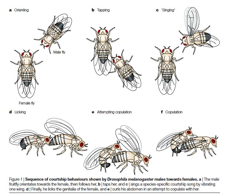 תרשים הזדווגות זבובי פירות (צילום: Sokolowski, M.B. Drosophila: genetics meets behaviour. Nat. Rev. Genet. 2, 879-890)