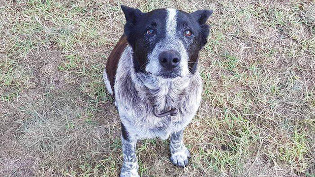 מקס כלב עיוור חירש הציל בת 3 מלילה בערבה אוסטרליה ()