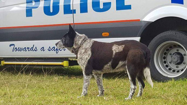 מקס כלב עיוור חירש הציל בת 3 מלילה בערבה אוסטרליה ()