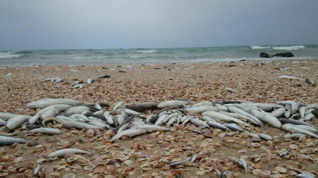 דגים מתים בחוף פלמחים כתוצאה מזיהום (צילום: ברק דוד)