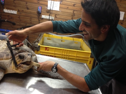 Спасенная черепаха