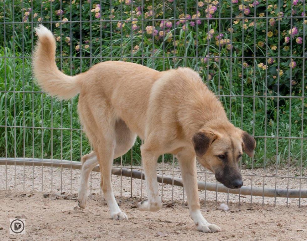 כלב לאימוץ (צילום: יגאל פרדו, sos חיות)