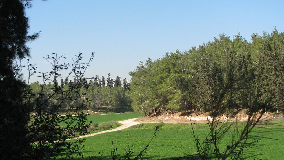 יער בן שמן (צילום: יהודית גרעין-כל, מתוך ויקיפדיה)
