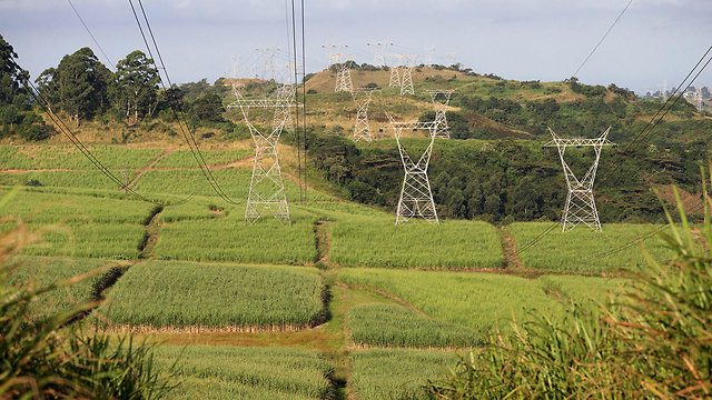 הודו קווי עמודי חשמל מעל שדות שדה סוכר (צילום: רויטרס)