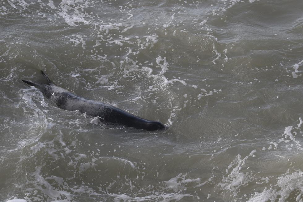 כלבת ים בראש הנקרה (צילום: ד״ר עוז גופמן, מנהל פרויקט הדולפינים במכון ללימודי ים ע״ש רקנטי, מחמל'י אוניברסיטת חיפה)