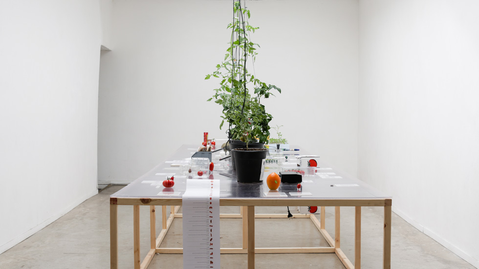 החדר שנבחר לתערוכה ''ארבע לקילו: סיפורים על עגבניות'' מזכיר חממה: חלון סקיי-לייט מאיר שולחן עם משטח פוליקרבונט, המשמש חממות (צילום: אחיקם בן יוסף)