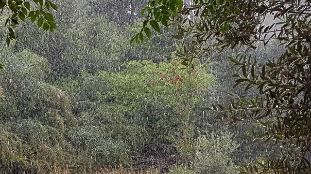 גשם בכרמיאל (צילום: אחיה  ראב