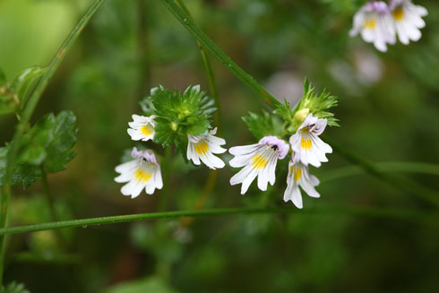 פרחי צמח היופרזיה (צילום: Shutterstock)