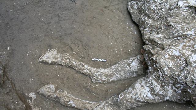 שרידיו של הסוס (צילום: Pompeii - Parco Archeologico)