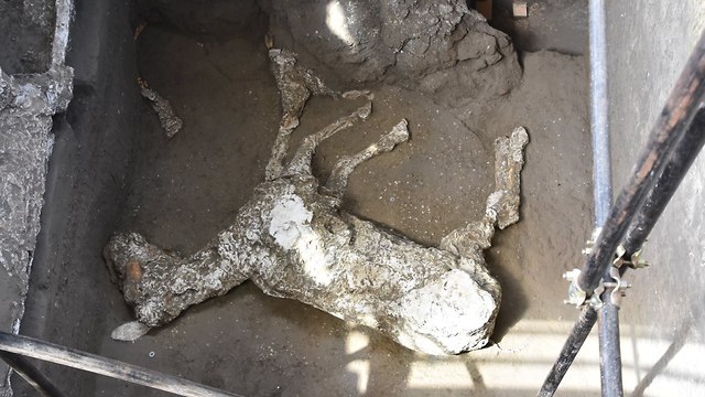 שרידיו של הסוס (צילום: Pompeii - Parco Archeologico)