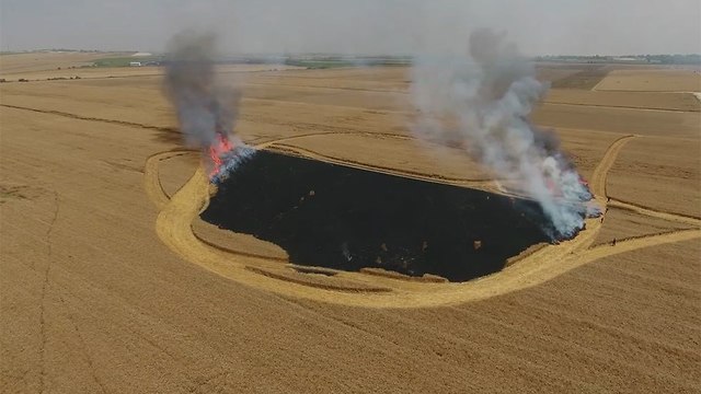 שריפה בשדה חיטה (צילום: חיים לנדסמן)