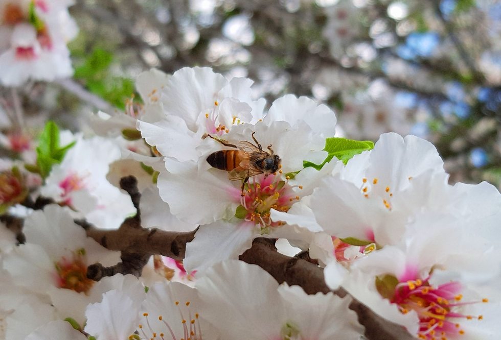 פריחת אביב ודבורת דבש (צילום: מכוורת מרדכי גולן)