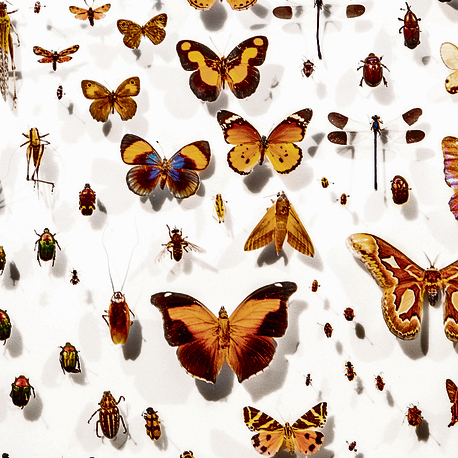 Огромная экспозиция бабочек. Фото: Итай Банита