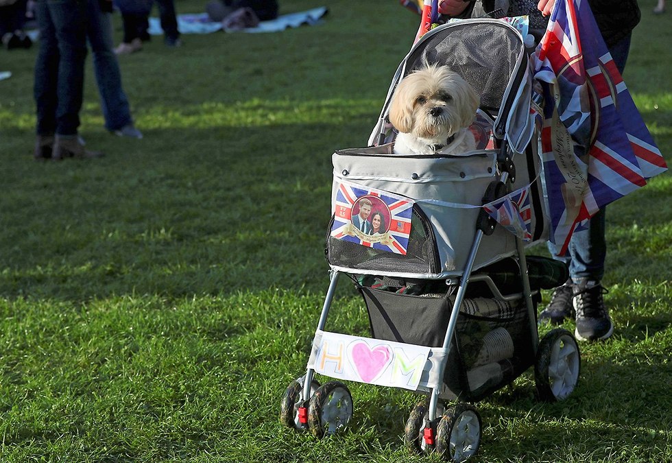 כלב עם דגל בריטניה חתונה הנסיף הארי מייגל מרקל (צילום: AP)