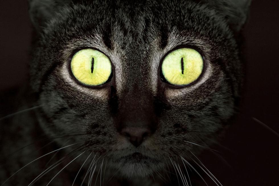 עיני חתול זורחות בחושך (צילום: shutterstock)