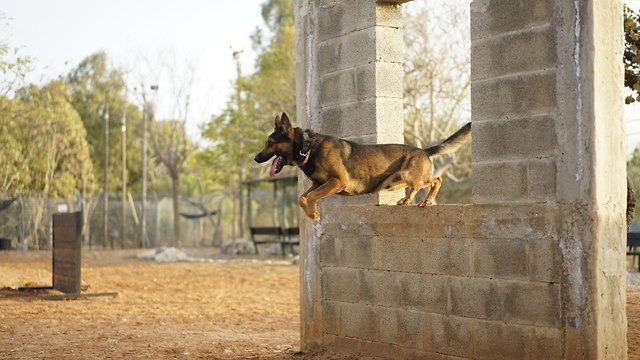 יחידת עוקץ כלבים כלב כלבנים  (צילום: דובר צה