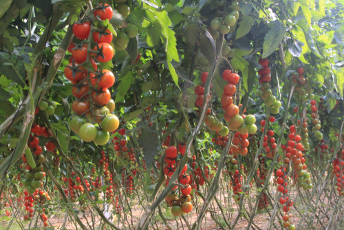 Выращивание помидоров в пустыне Негев. Фото: shutterstock